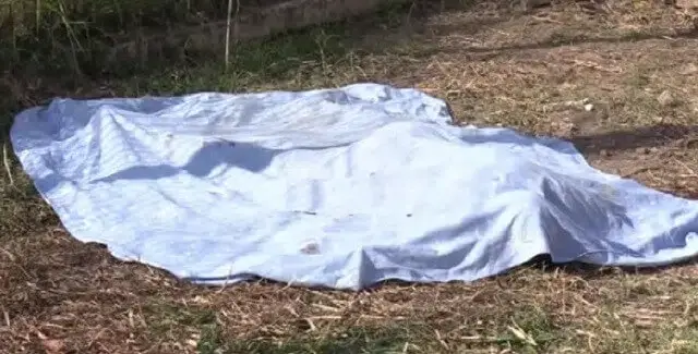 Beira- Guarda morre após ser mordido por cães