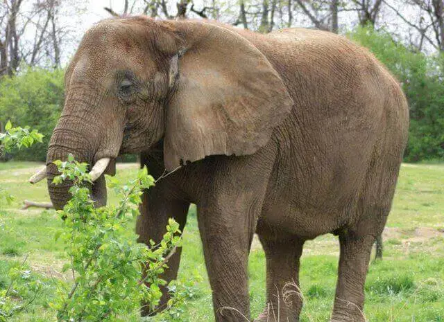 Caçador morre esmagado por elefante após tentar abaté-lo
