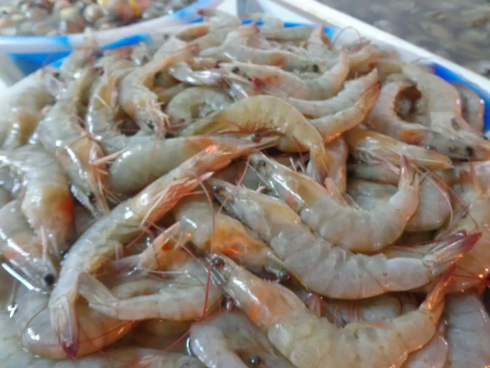 Oito toneladas de peixe e camarão juvenis apreendidas na Beira