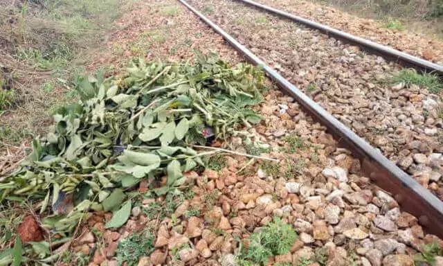 Cidadão trucidado por comboio em Manica