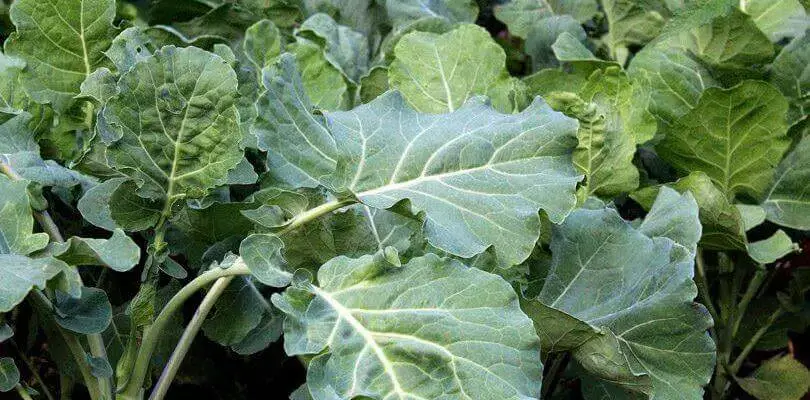 Couve supostamente contaminada mata duas crianças na província de Maputo