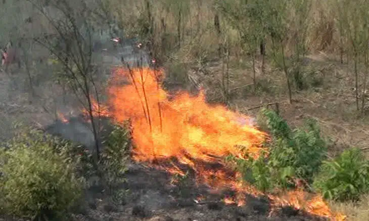Zambézia regista casos de queimadas descontroladas