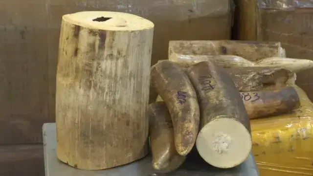 Quénia- Homem detido ao tentar vender 100 quilos de presas de elefante