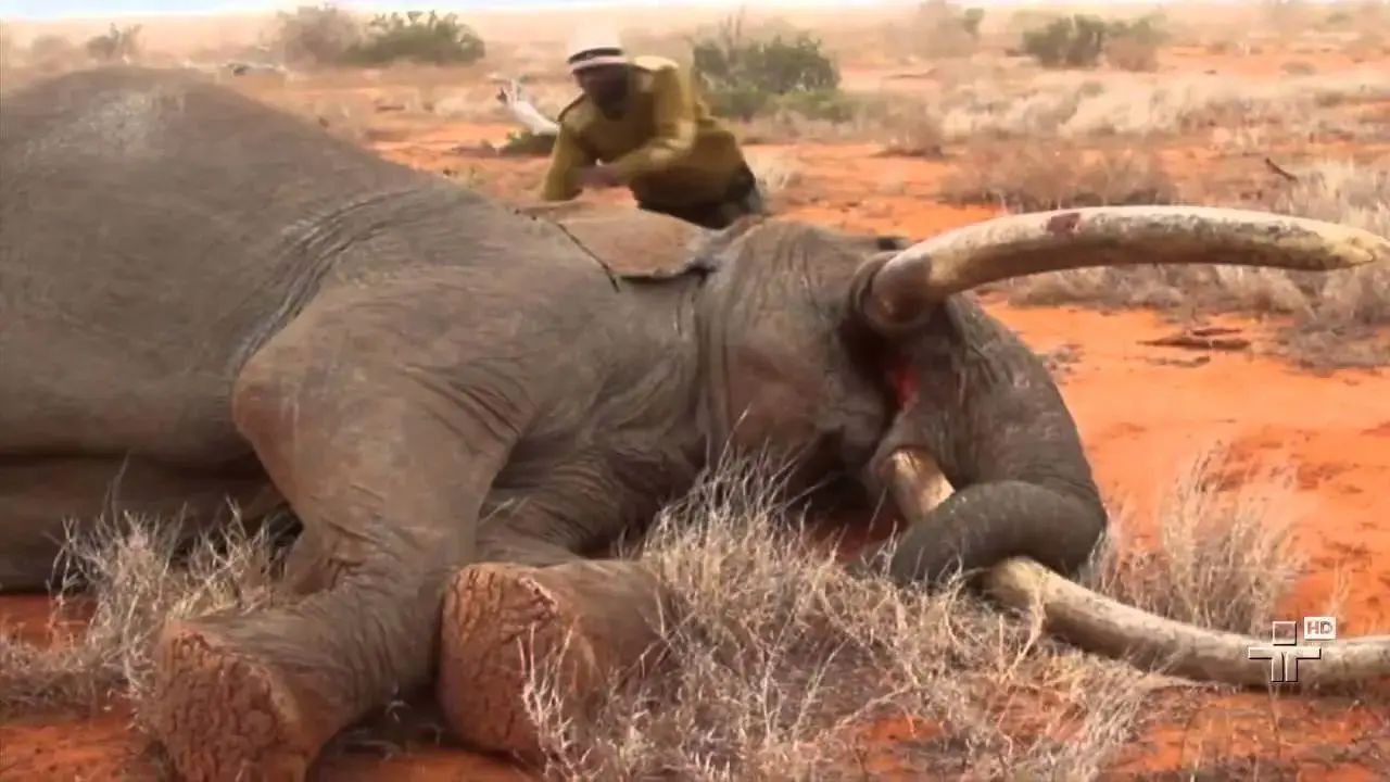 Moçambicano condenado a 18 anos de cadeia por caça furtiva na RAS