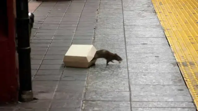 Ratos exibem comportamento agressivo por não encontrarem tanta comida