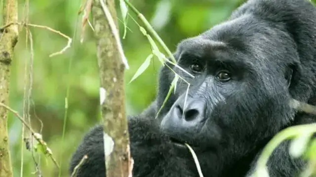 Homem que matou gorila no Uganda condenado a 11 anos de prisão