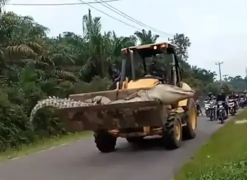 Crocodilo de meia tonelada conhecido como “Demônio” é morto por moradores