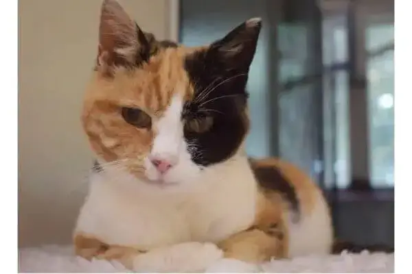 Gato desaparecido há 12 anos é reencontrado na Inglaterra