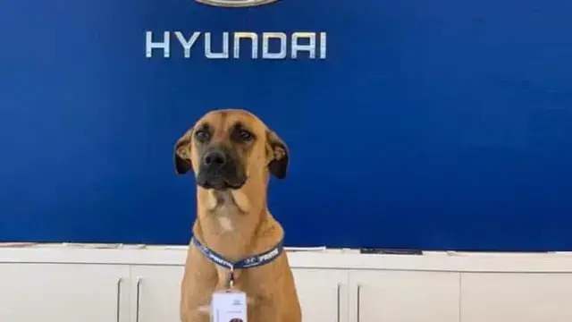 Hyundai contrata um novo empregado que tem quatro patas