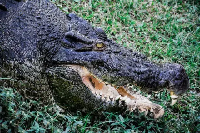 Restos do corpo de jovem desaparecido são achados na barriga de crocodilo