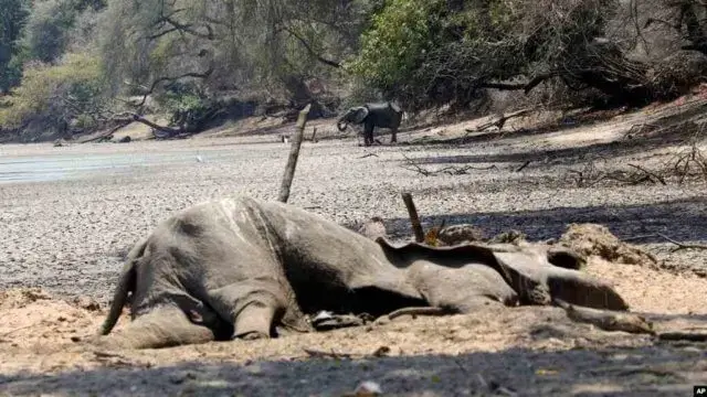 Tribunal congolês condena caçador de elefantes a 30 anos de prisão