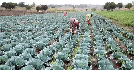 Município de Chimoio incentiva residentes a usarem minhocas como fertilizantes