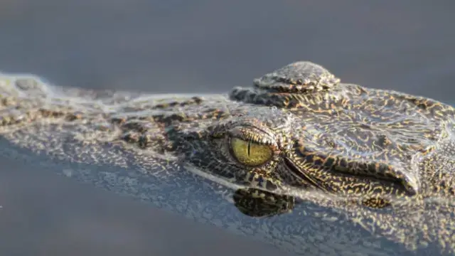 Nampula Ataques por crocodilos fazem 8 mortos em Malema