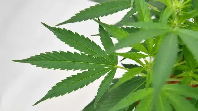 ONU reconhece oficialmente propriedades medicinais da canábis