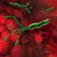 As consequências da bactéria Helicobacter Pylori no estômago
