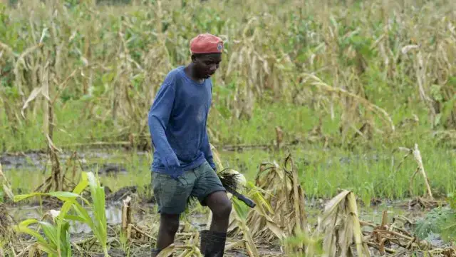 FAO promove agricultura sensível à nutrição em Moçambique