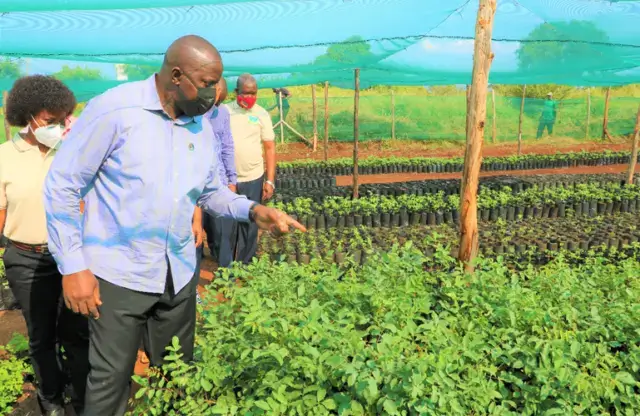 Parruque recomenda plantio de árvores