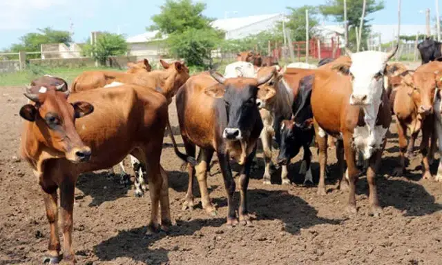 Campanha de vacinação de animais condicionada pelos ataques em Cabo Delgado