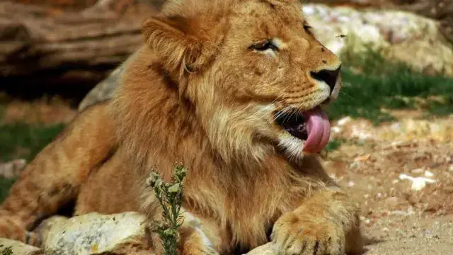 África do Sul proíbe a criação de leões em cativeiro para caça ou turismo