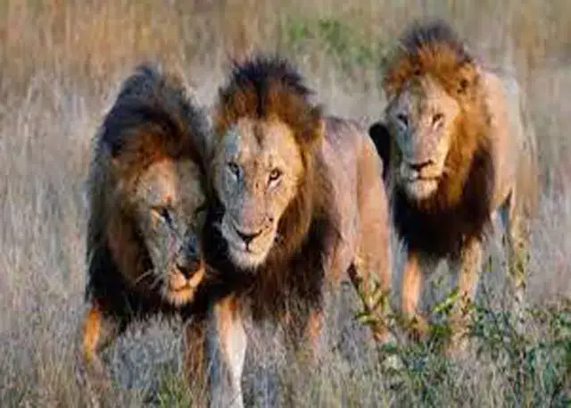 Leões e elefantes geram pânico no seio da população em Nhamatanda