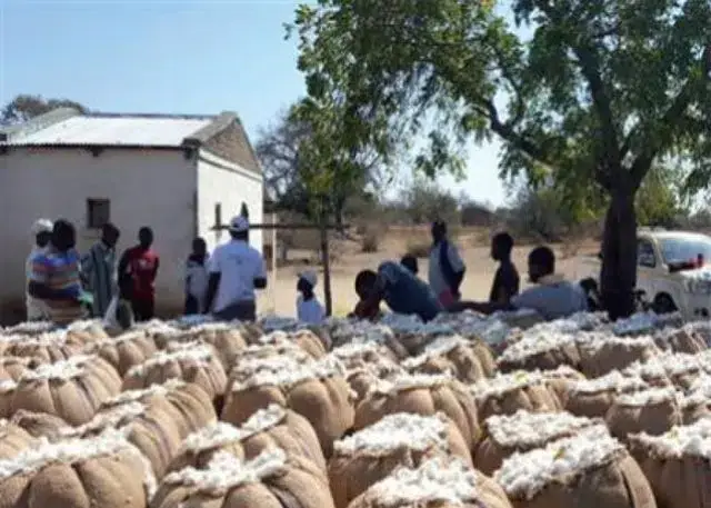 Trabalhadores de empresas de algodão reivindicam seis meses de salários atrasados