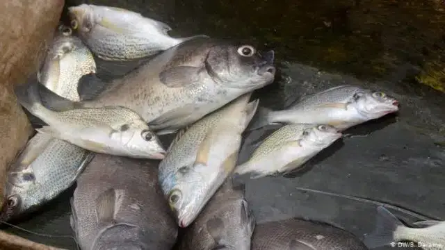 Pescadores guineenses criticaram medida de fecho de mercados pelo Governo