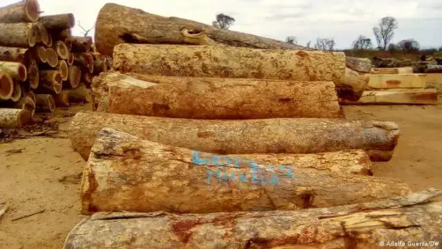 Autoridades angolanas preocupadas com aumento de exploração ilegal de madeira