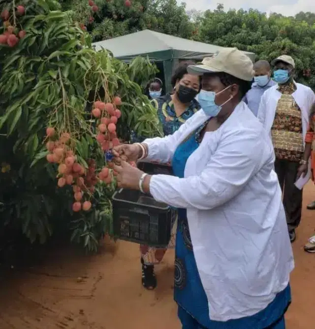 Manica vai exportar mais de 300 toneladas de litchi para União Europeia