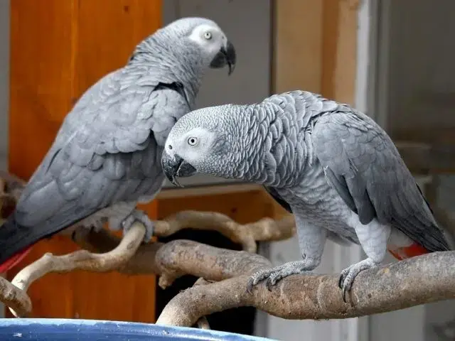 Zoológico inglês isola papagaios por falarem palavrões