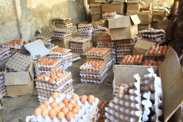 Devolvidos ovos apreendidos pela INAE