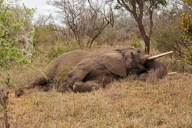 Elefante responsável por morte de homem em Massingir é abatido