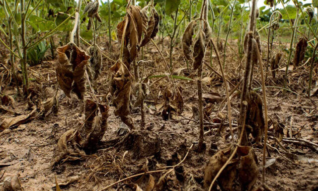 Mais de 4 mil hectares de culturas perdidos devido à onda de calor em Maputo