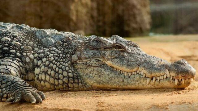 Aumento de ataques de crocodilos em Manica deixa população em alerta