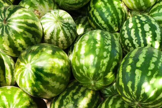 Envenenamento com melancias mata soldados russos em Mariupol