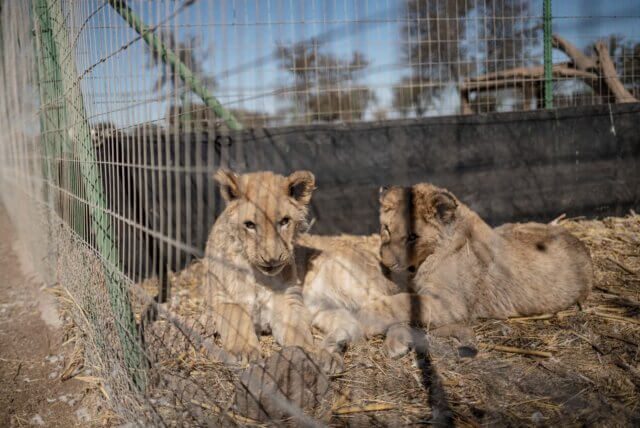Criadores de animais selvagens na África do Sul enfrentam incertezas com nova legislação