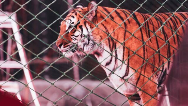 Tratadora de tigres atacada em parque de diversões na Austrália
