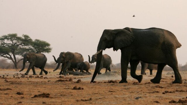 Zimbabué inicia programa de abate de mil elefantes para aliviar fome causada pela seca