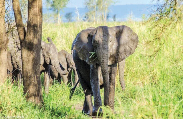 Aumento de conflitos homem-fauna bravia em Moçambique atinge níveis alarmantes