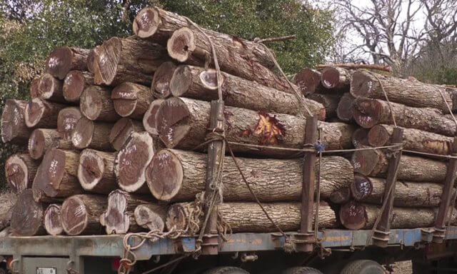 Contrabando de madeiras nobres pode afastar Moçambique dos mercados internacionais