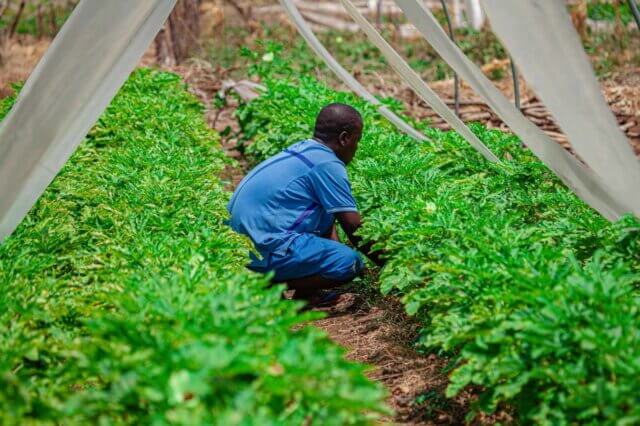 Moçambique e Zimbabwe lançam projecto agrícola transfronteiriço com investimento de 200 milhões de meticais