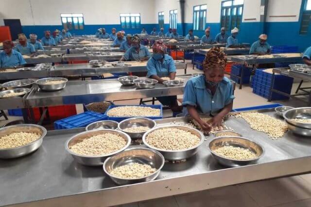 Produtores de Machaze geram 270 milhões de meticais com castanha de caju