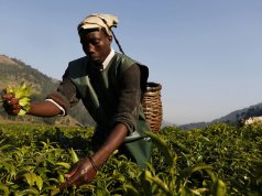 Distrito de Guruè prevê produção superior a 4.400 toneladas de folhas de chá