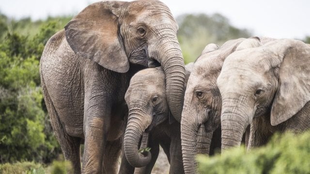 Mortes aumentam no Parque de Mágoè devido a conflitos com animais selvagens