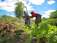 BAD recebe primeira dotação do GAFSP para fortalecer agricultura