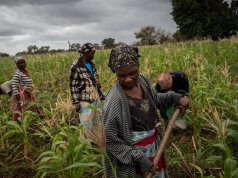 Ex-ministro defende maior apoio técnico para impulsionar agricultura em Moçambique