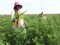 Tzu Chi inicia campanha agrícola para alimentar alunos e doentes em Sofala
