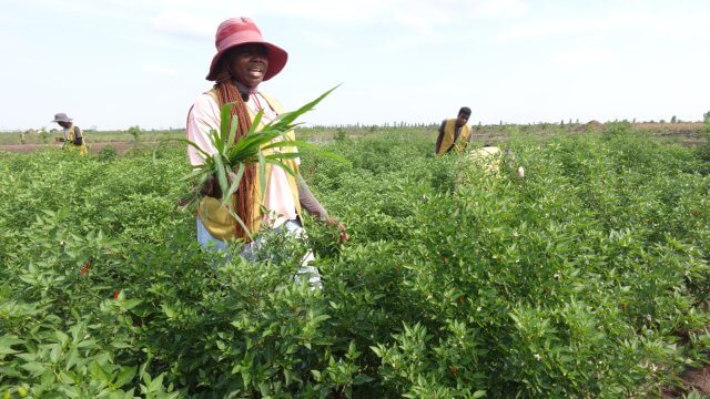 Tzu Chi inicia campanha agrícola para alimentar alunos e doentes em Sofala