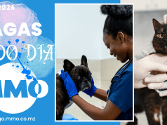 Vagas de emprego do dia 24 de Março de 2026