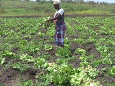 Baixa mecanização compromete produção agrícola, alerta ministro