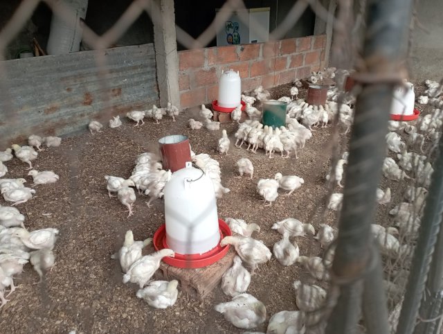 Investigação sobre uso ilícito de antiretrovirais na criação de frangos